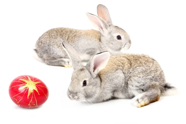 Young rabbits — Stock Photo, Image