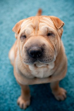 sharpei köpek