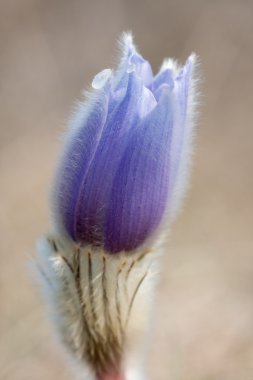 Pulsatilla