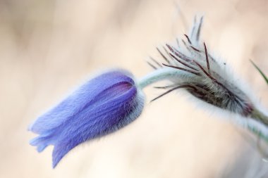 Pulsatilla