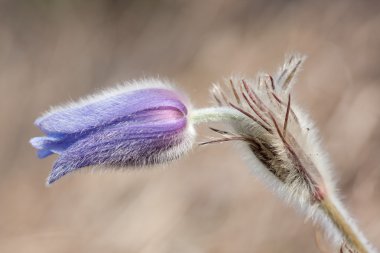 Pulsatilla