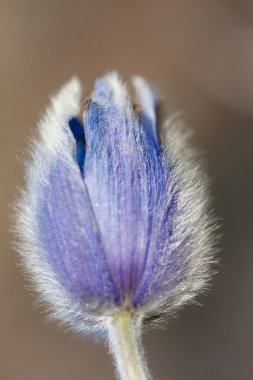 Pulsatilla