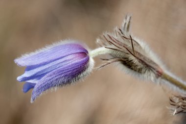 Pulsatilla