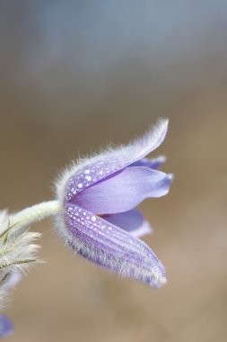 Pulsatilla