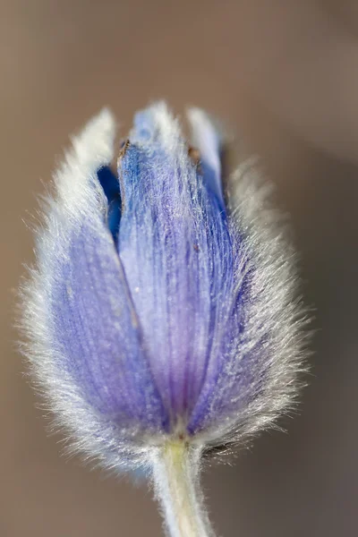 stock image Pulsatilla