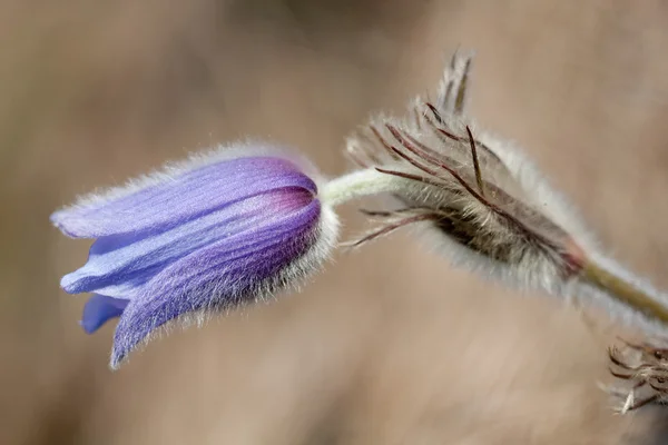 stock image Pulsatilla