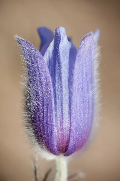 Pulsatilla