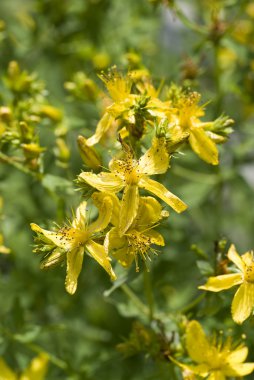 St. John's Wort clipart