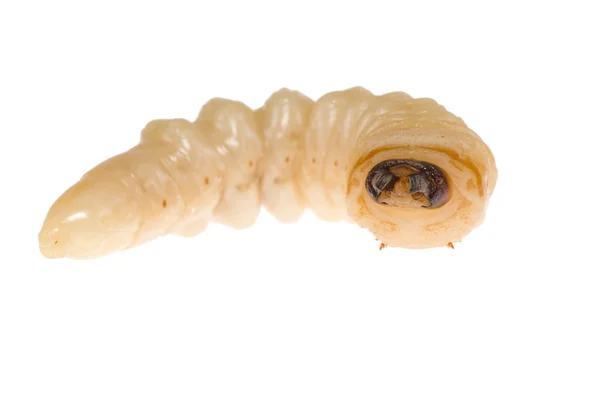 Larvas — Fotografia de Stock