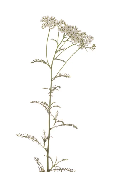 Achillea millefolium — Stockfoto