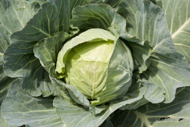 Cabbage clipart