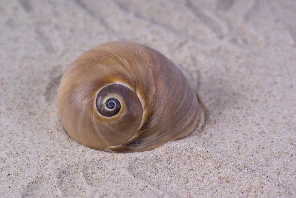 stock image Sea shell