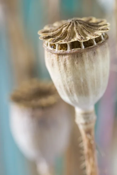 stock image Poppy - head