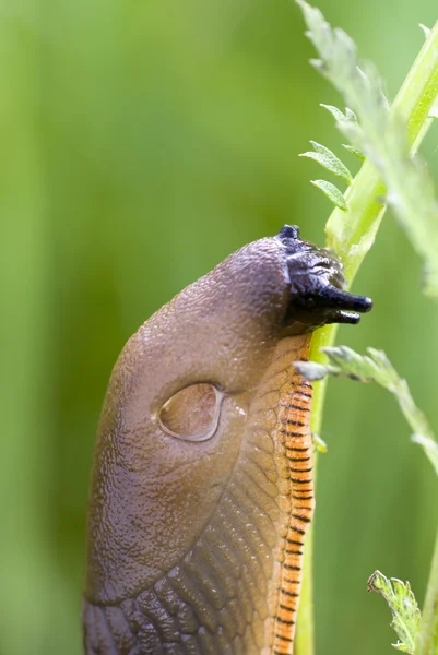 Snail macro — Stock Photo, Image
