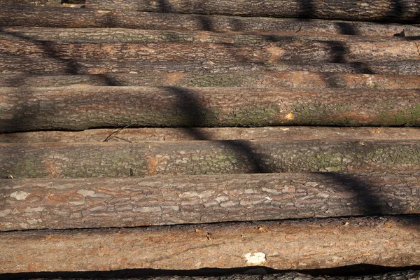 倒された木 — ストック写真