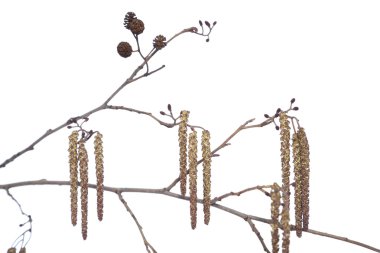 Alder on white background clipart