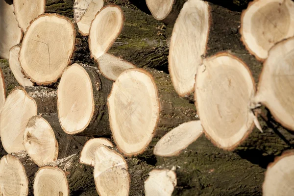 stock image Tree arranged