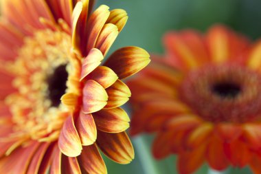 Gerbera