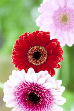 Gerbera