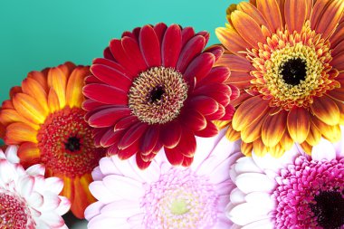 Gerbera