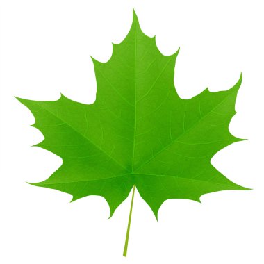 Green maple leaf isolated on white background clipart