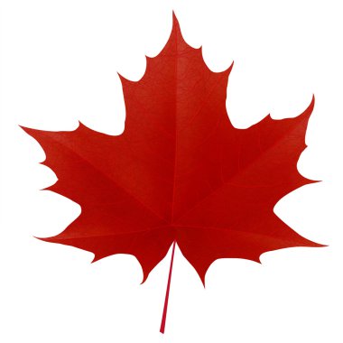 Realistic red maple leaf isolated on white background clipart