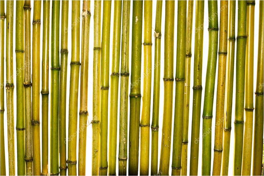 Bamboo plants Stock Photo by ©Serp77 5317359