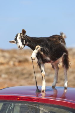 Mountain goat on the roof of car clipart