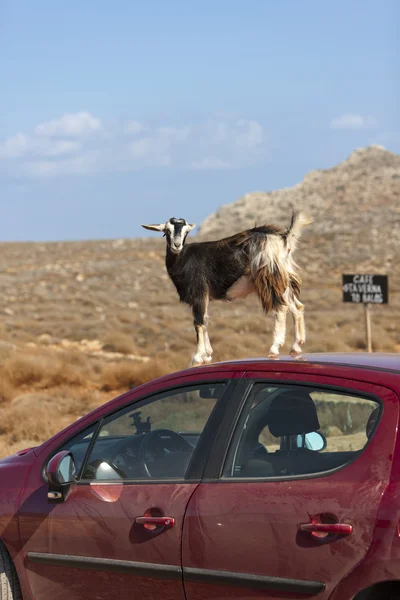 Stock image Mountain goat on the roof of car