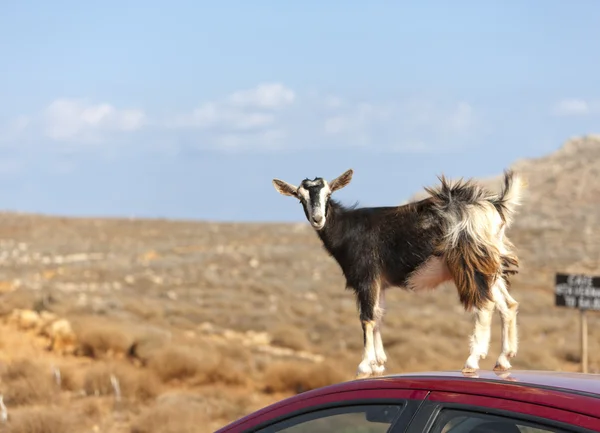 stock image Mountain goat on the roof of car