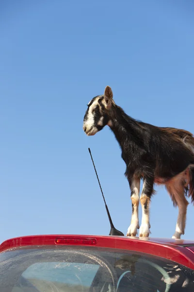 stock image Mountain goat on the roof of car