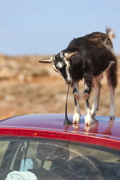 stock image Mountain goat on the roof of car