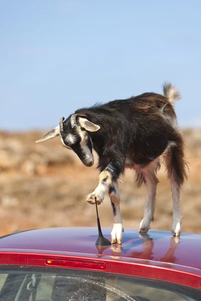 stock image Mountain goat on the roof of car