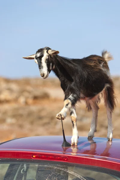 stock image Mountain goat on the roof of car