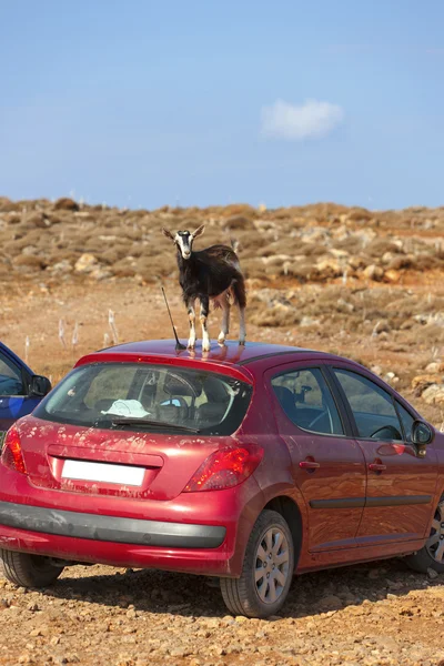 Cabra montesa no telhado do carro — Fotografia de Stock