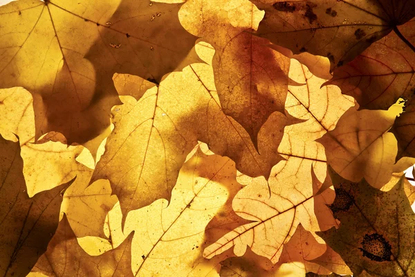 Autumn background. — Stock Photo, Image