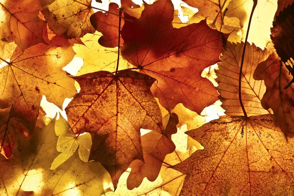 stock image Autumn background.