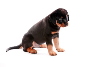 Rottweiler puppy.