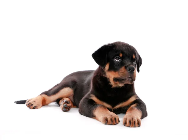 stock image Rottweiler puppy.