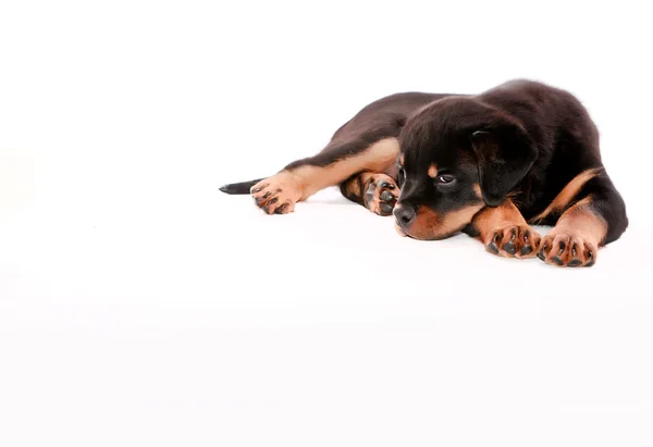 Rottweiler puppy. — Stock Photo, Image