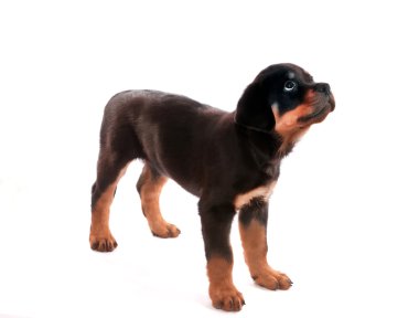 Rottweiler puppy.