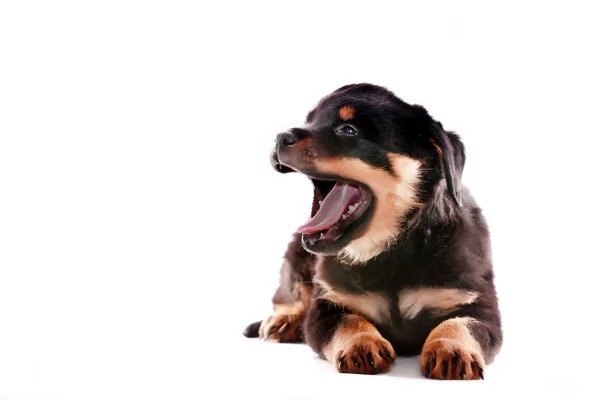 Rottweiler puppy. — Stock Photo, Image