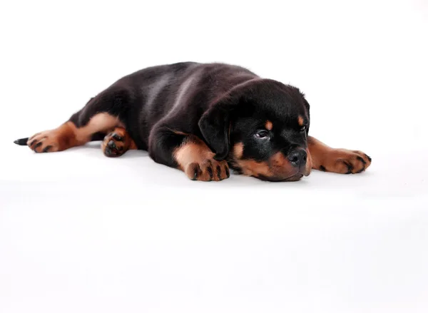 Rottweiler puppy. — Stockfoto