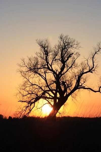 Solnedgång träd silhouette Stockbild