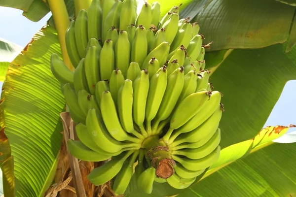 Stock image Banana