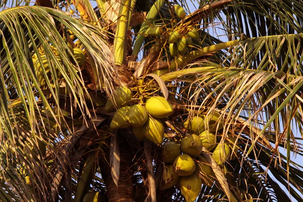 Coqueiro — Fotografia de Stock