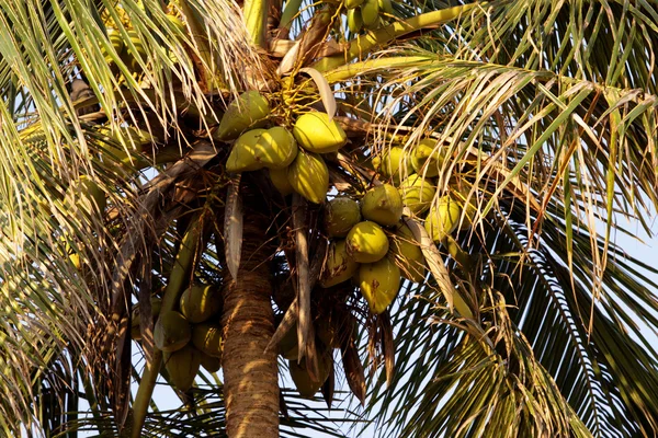 Kokosnöt träd — Stockfoto
