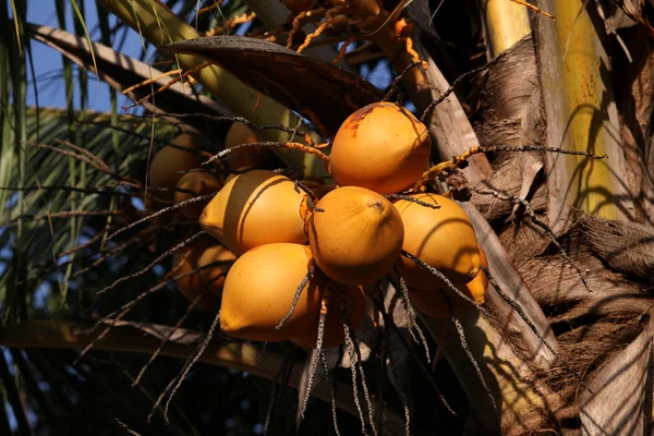 Королевские кокосы — стоковое фото