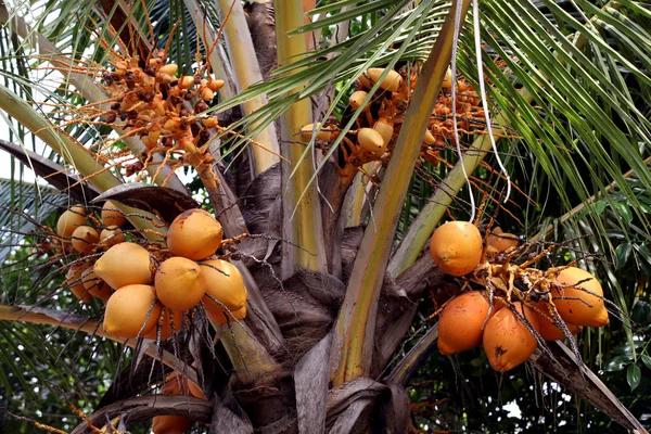 Re noci di cocco — Foto Stock