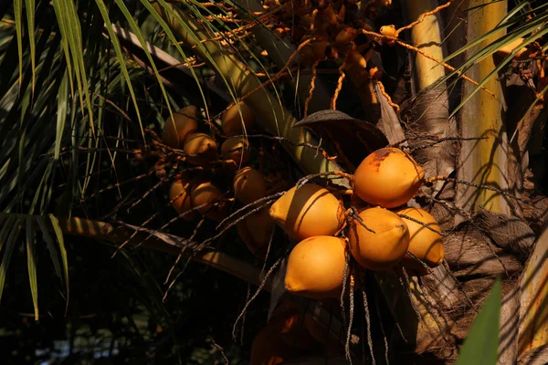 Král kokosové ořechy — Stock fotografie